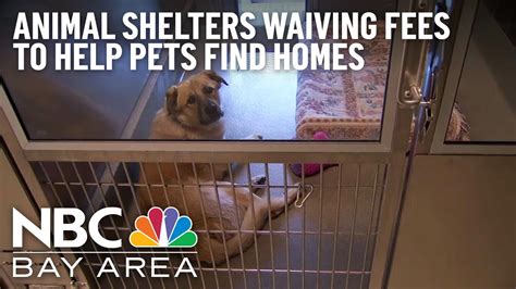 Bay Area animal shelters in need of help